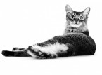 Корм Cat Chow для кошек - kormProPlan.ru